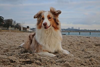 Dog looking away while sitting on land