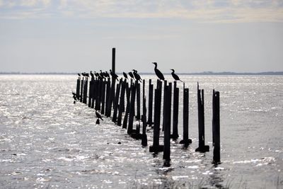 Birds perching on wooden post at beach against sky