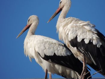 Low angle view of bird perching against sky