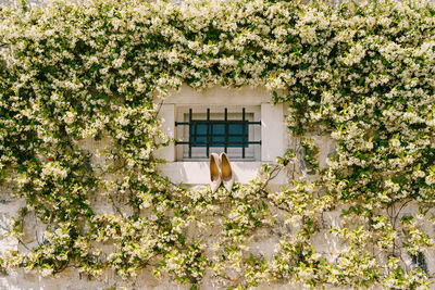 Flower plants against building