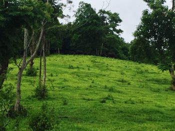 View of trees on field in forest