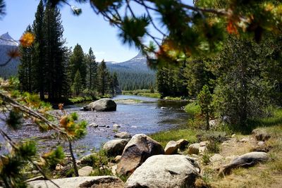 Scenic view of lake amidst trees in forest