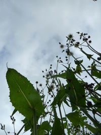 Low angle view of fresh green plant against sky