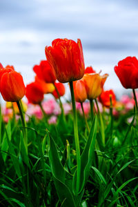 Close-up of red poppy flowers