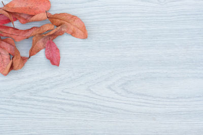 High angle view of lizard on table