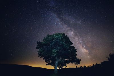 Silhouette of trees on field at night