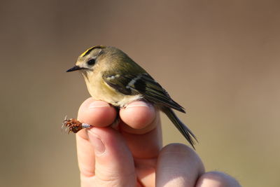 Cropped image of person holding small bird