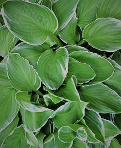Full frame shot of green leaves