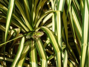 Close-up of leaves