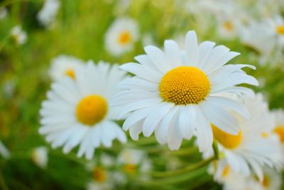 Close-up of white daisy