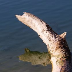 Close-up of bird against sky