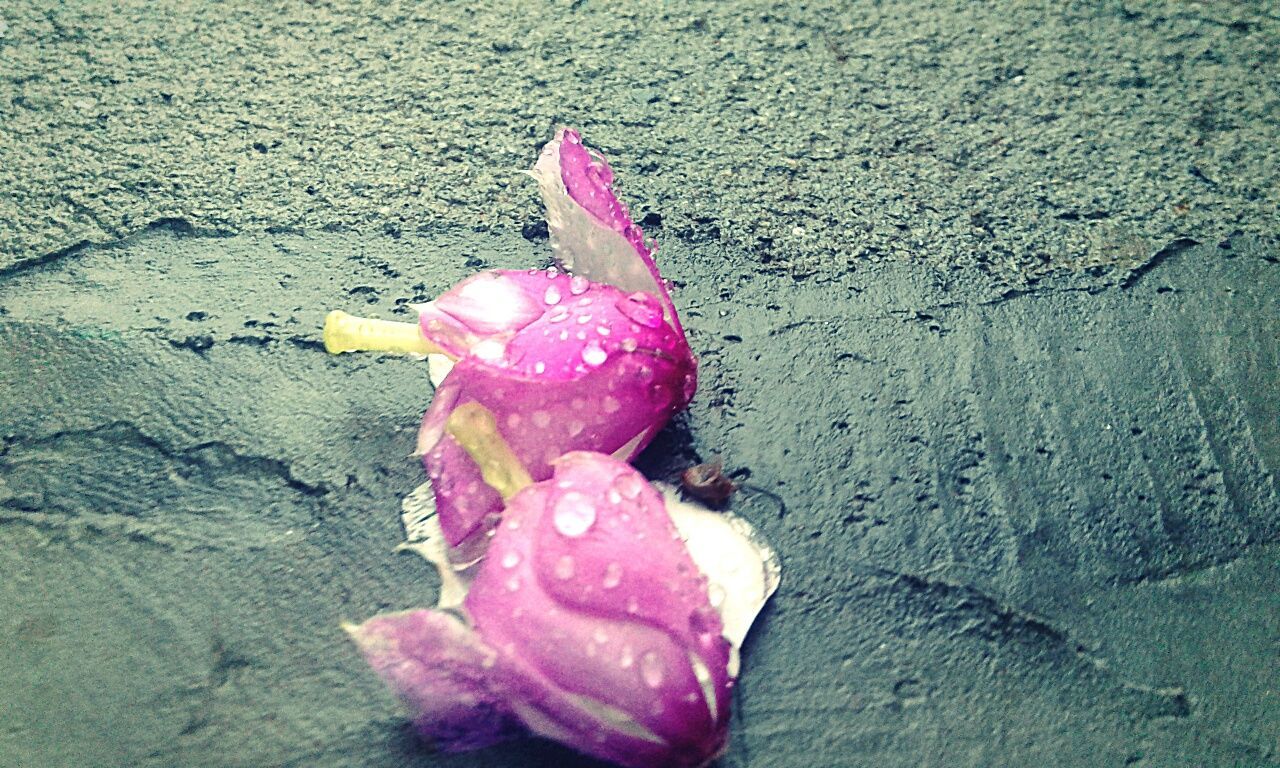 CLOSE-UP OF PINK FLOWER ON GROUND