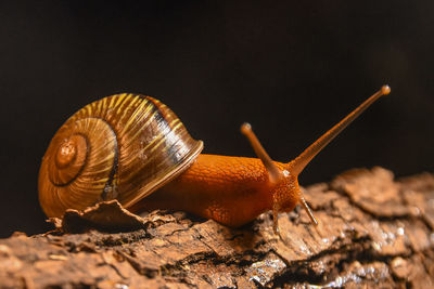 Close-up of snail