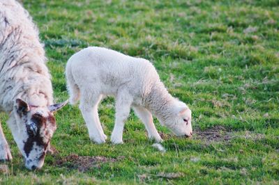 Sheep grazing in a field