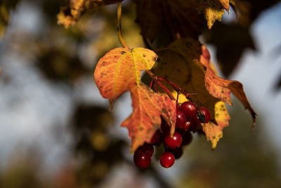 Close-up of berries on tree during autumn