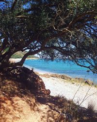 Tree with beach and rocks