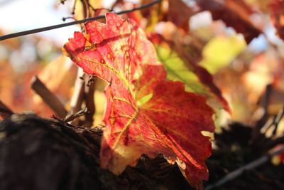 Close-up of dry maple leaves on tree