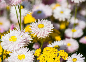 Close-up of daisy flowers