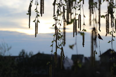 Close-up of plants against blurred landscape