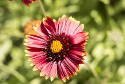 Close-up of pink flower blooming outdoors