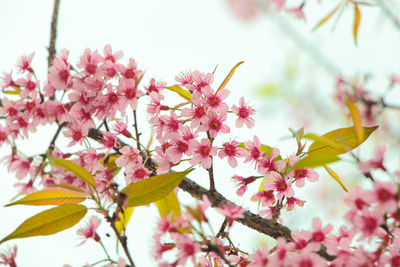 Close-up of pink flowers blooming on tree