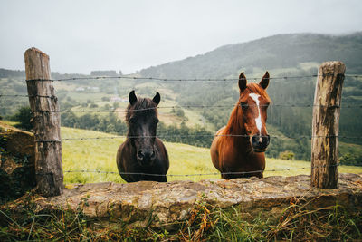 Stallions on grass meadow behind fence and mounts with trees under sky in countryside