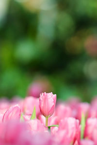 Close-up of pink rose