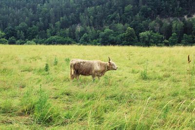 Cow standing in a field