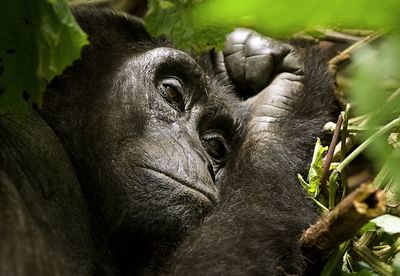 Close-up portrait of a monkey