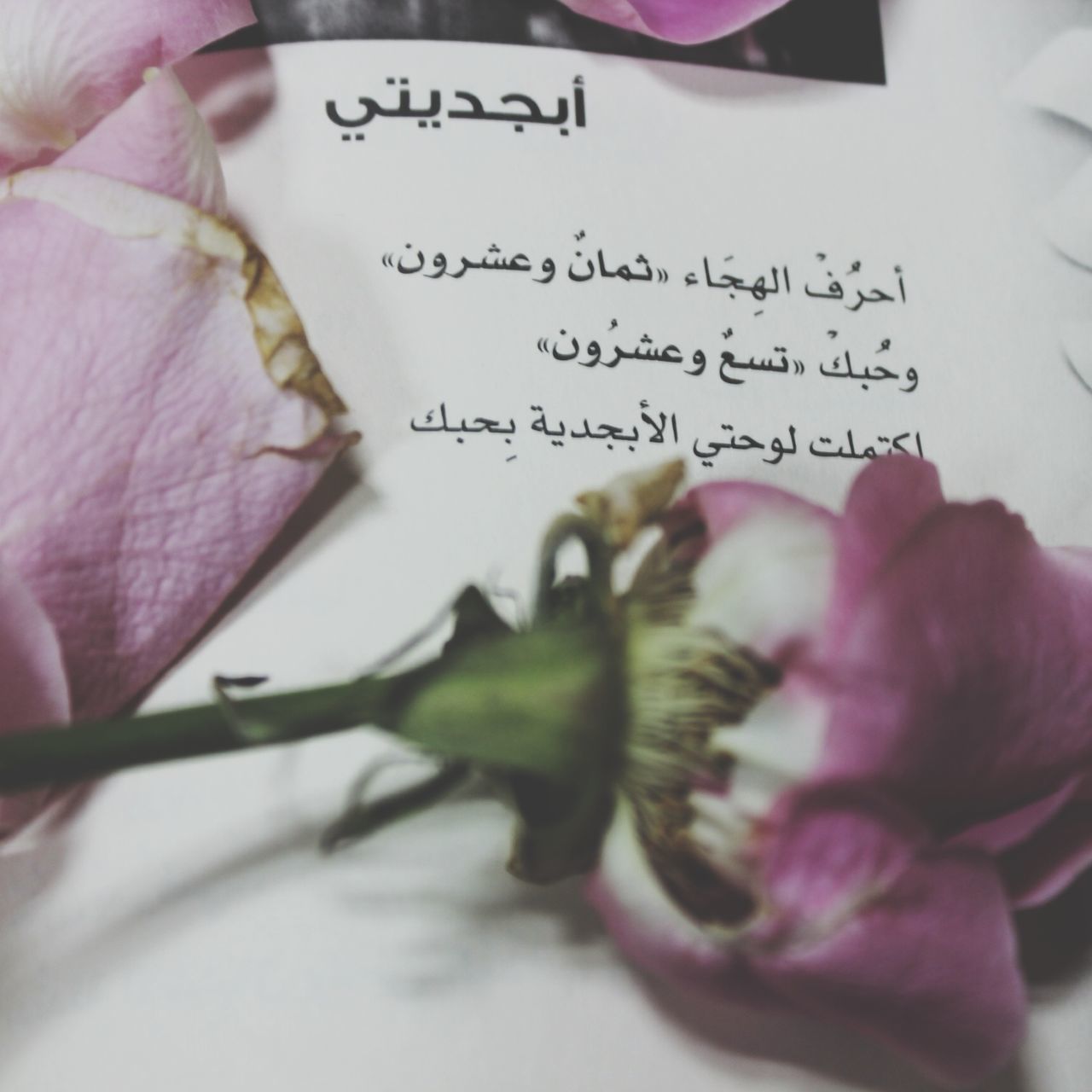 indoors, flower, close-up, text, pink color, paper, fragility, book, selective focus, petal, western script, communication, detail, still life, freshness, studio shot, no people, high angle view, flower head, table