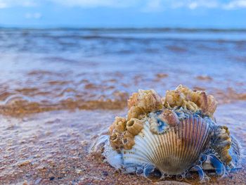 Close-up of seashell on beach