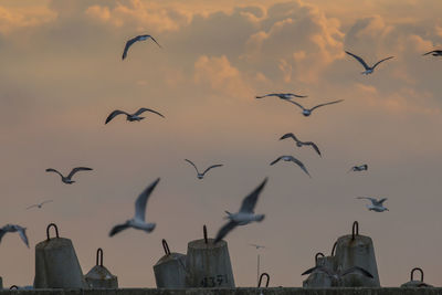 Low angle view of seagulls flying against sky