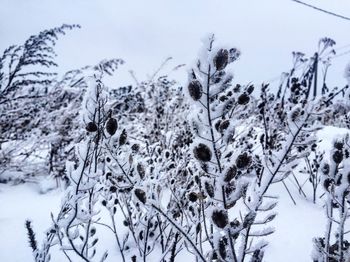 Close-up of trees against sky during winter