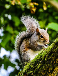 Squirrel on tree