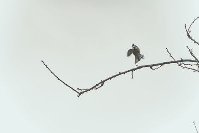 Low angle view of bird perching on branch against sky