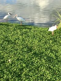 Birds in a lake