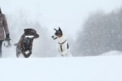 Dogs on snow covered landscape during winter
