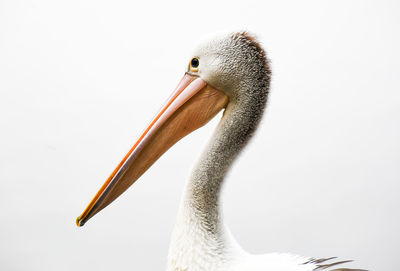 Close-up of pelican against white background