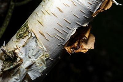 macro photography