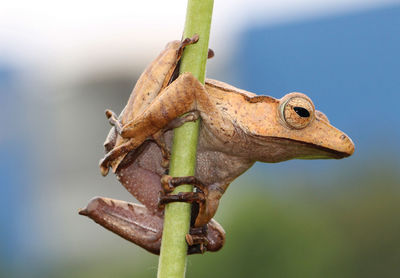 Close-up of lizard