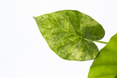 Close-up of green leaves against white background