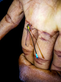 Close-up of cropped hands with damselfly