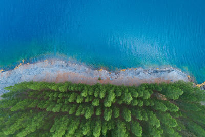 Aerial view of amazing pond in tropical rainforest forest with row of pine trees 