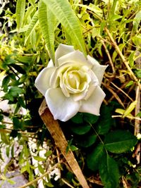 Close-up of white rose blooming outdoors