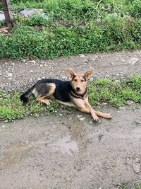 High angle view of dog on field