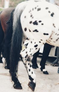 Close-up of horse standing on floor