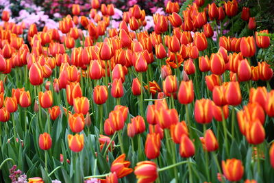 Close-up of red tulips in field