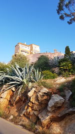 Plants by building against clear blue sky