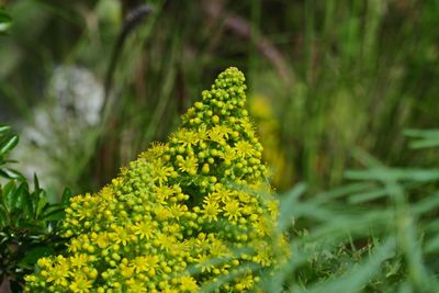 Close-up of yellow flowering plant on field