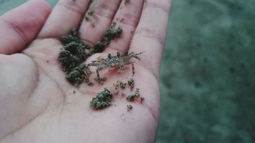 Close-up of human hand holding tiny crab with sand at beach